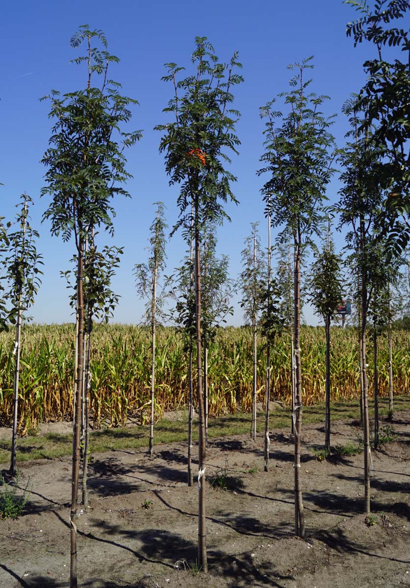 Sorbus aucuparia 'Aspleniifolia' op stam