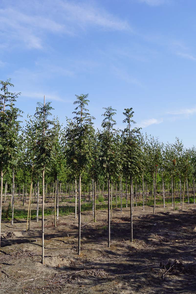 Sorbus aucuparia 'Fingerprint' op stam