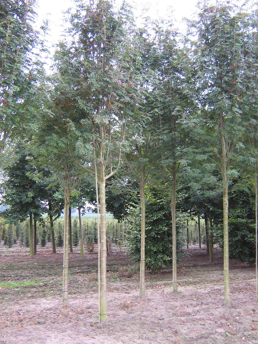 Sorbus commixta op stam op stam