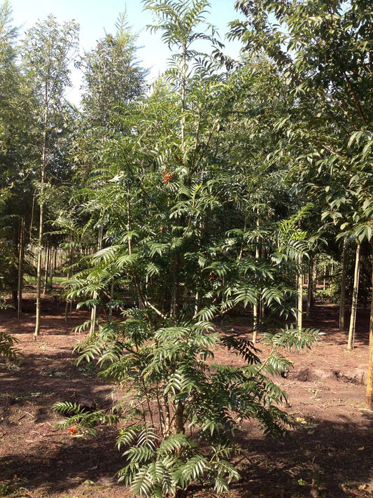 Sorbus 'Dodong' meerstammig meerstammig