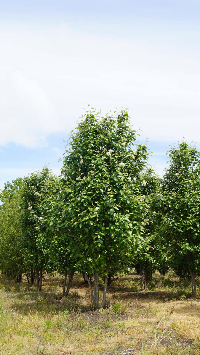 Sorbus intermedia meerstammig / struik meerstammig