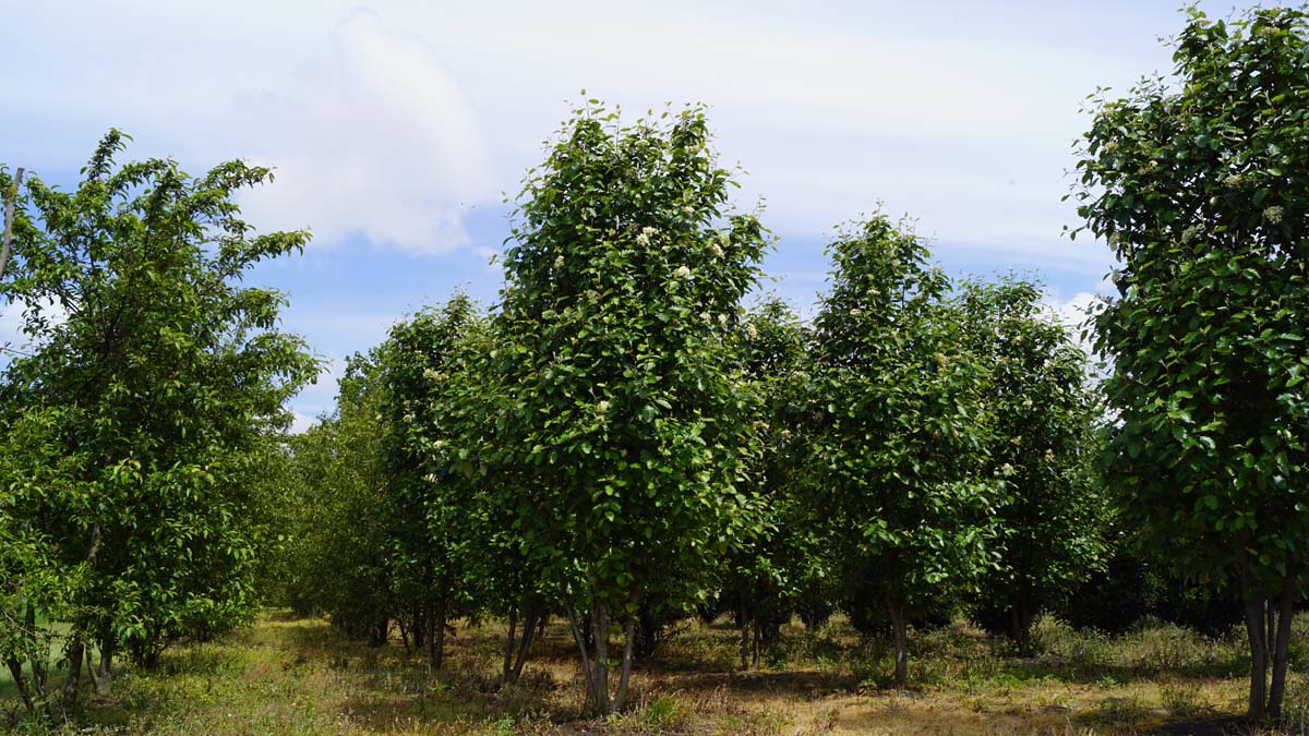 Sorbus intermedia meerstammig / struik meerstammig