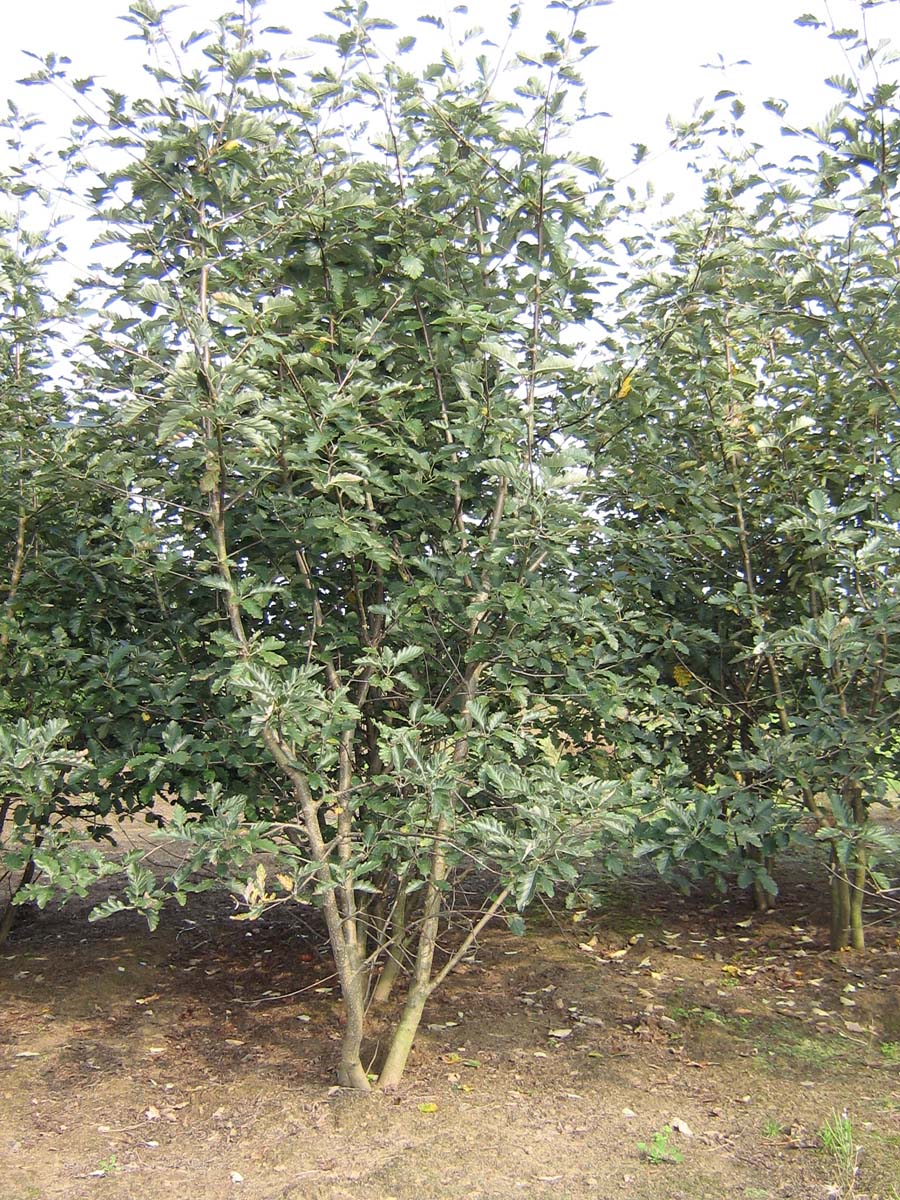 Sorbus intermedia meerstammig / struik meerstammig