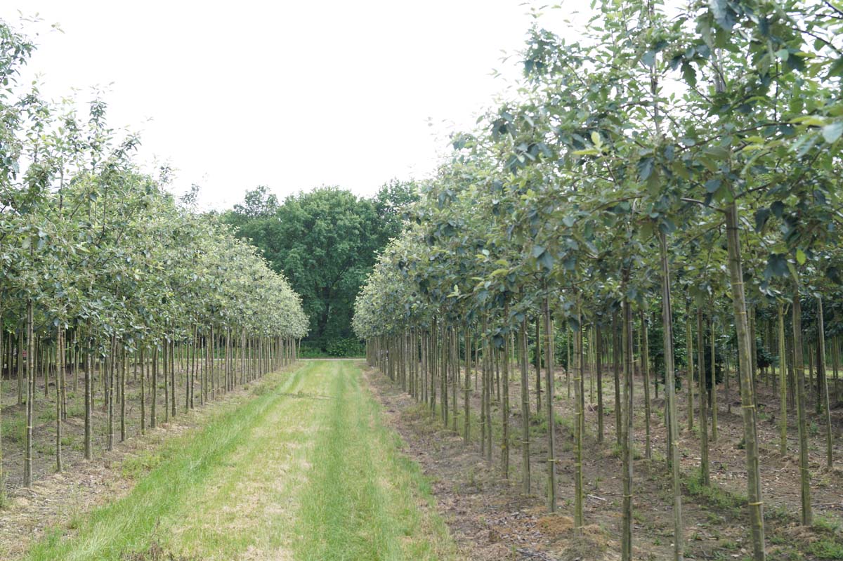 Sorbus intermedia 'Brouwers' op stam op stam