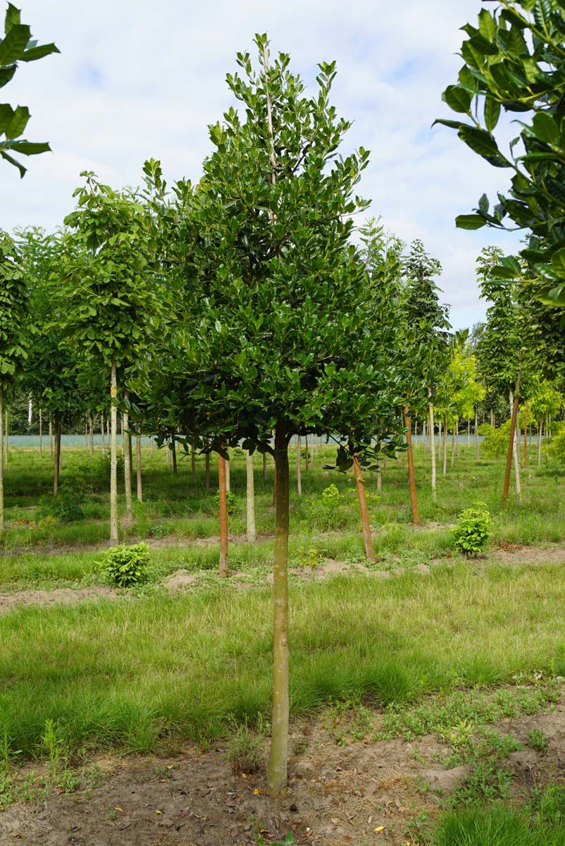Sorbus intermedia 'Brouwers' op stam op stam