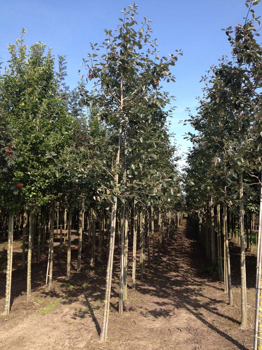 Sorbus intermedia 'Brouwers' op stam op stam