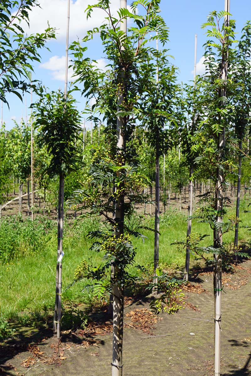 Sorbus 'Joseph Rock' op stam op stam
