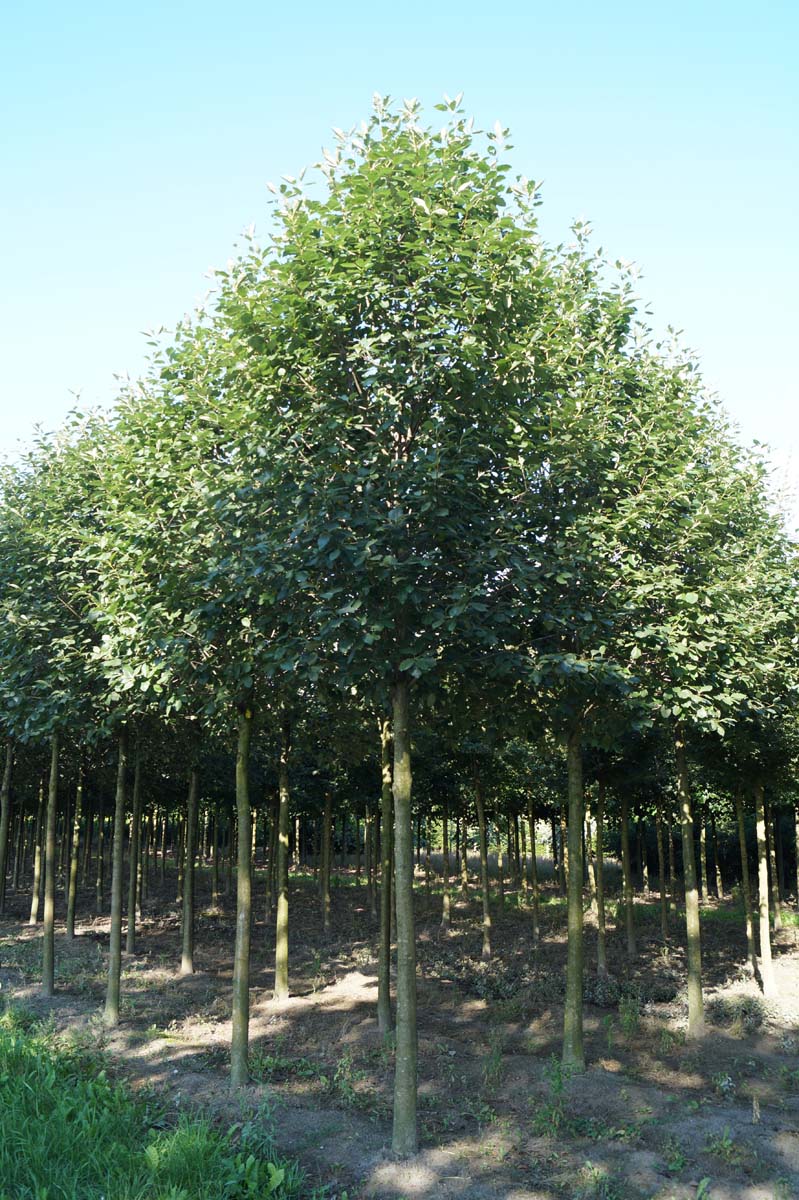 Sorbus latifolia 'Henk Vink' op stam op stam