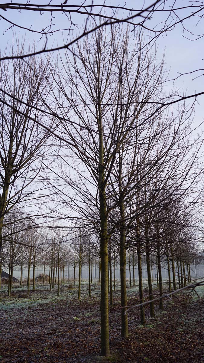 Sorbus latifolia 'Henk Vink' op stam op stam