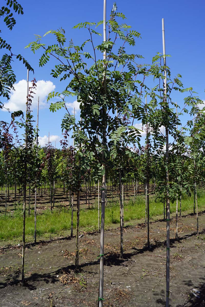 Sorbus pseudovilmorinii op stam