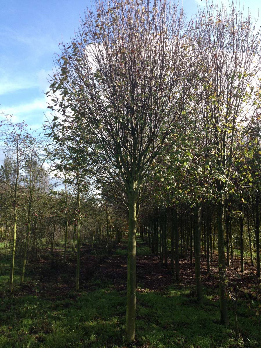 Sorbus thuringiaca 'Fastigiata' op stam op stam