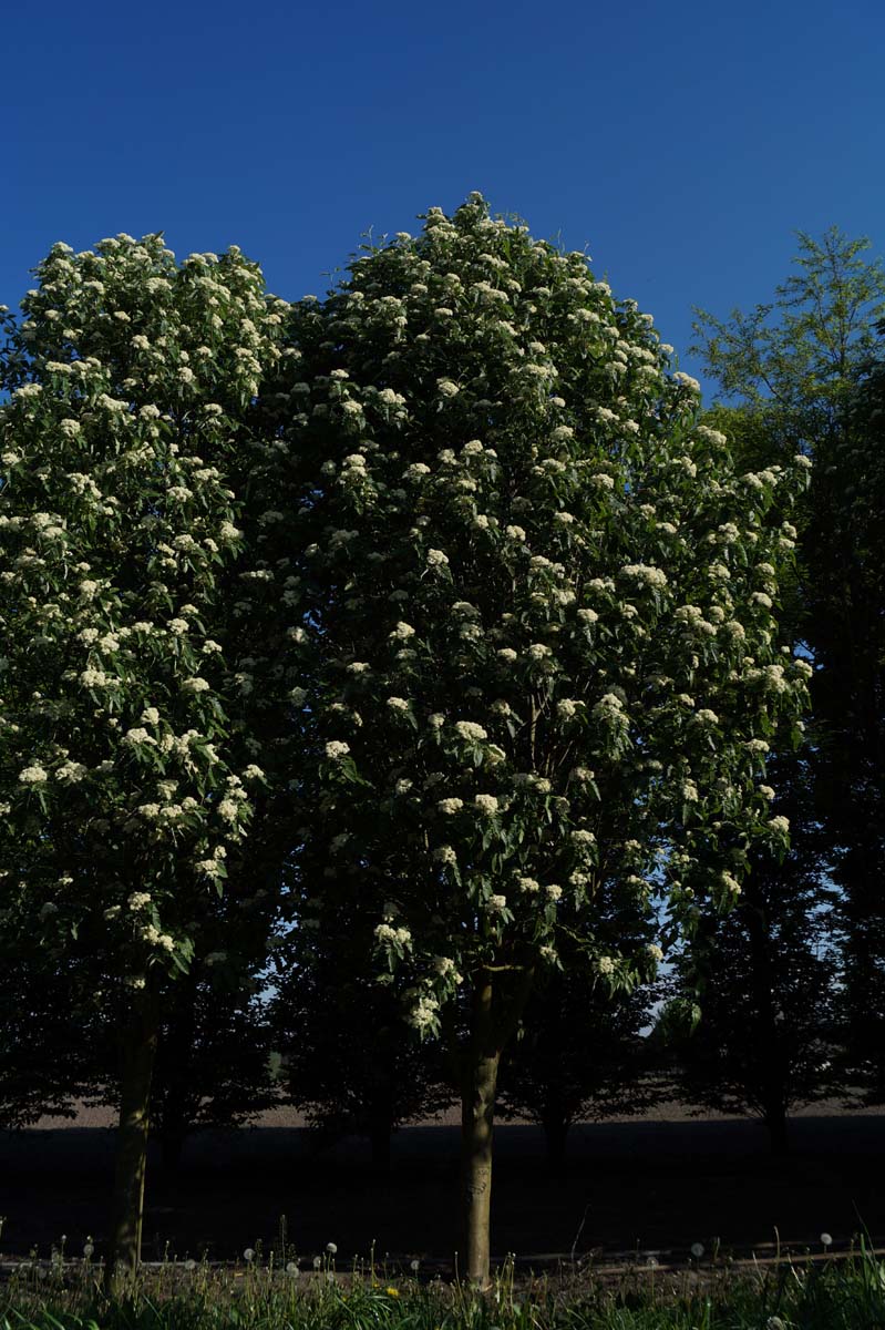 Sorbus thuringiaca 'Fastigiata' op stam op stam