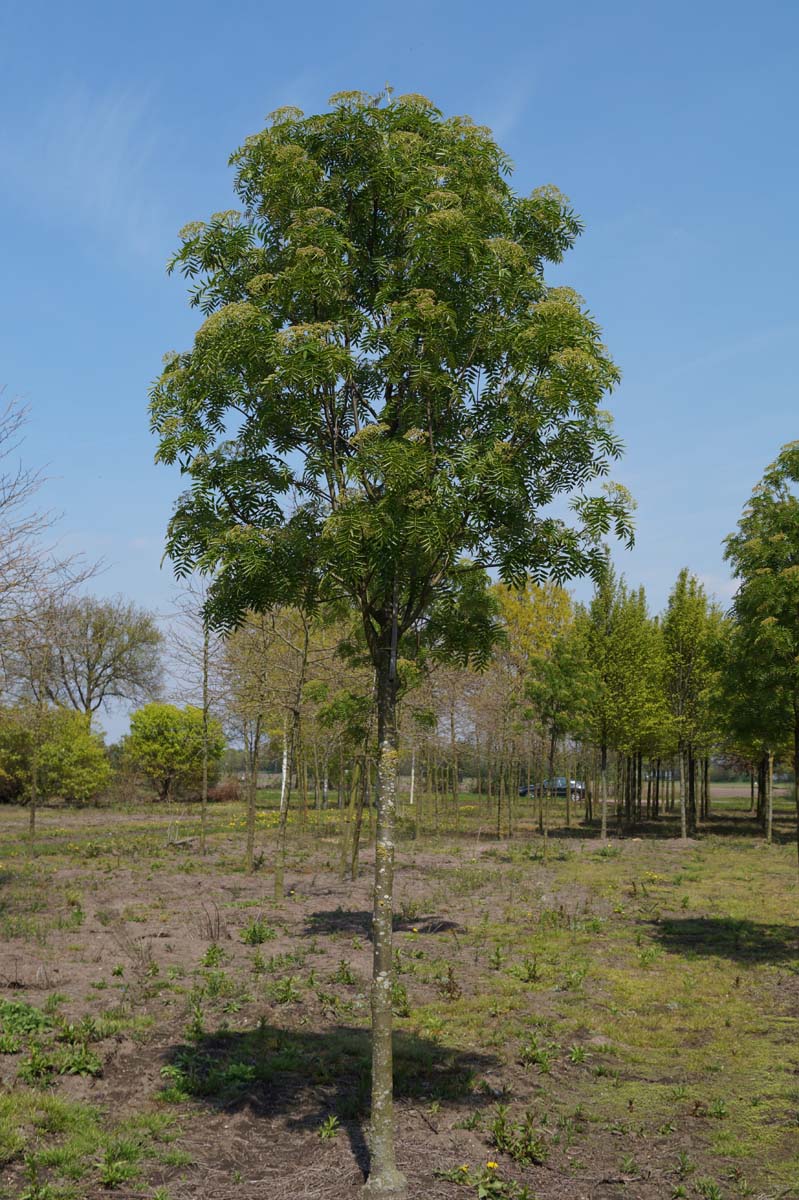 Sorbus commixta op stam op stam