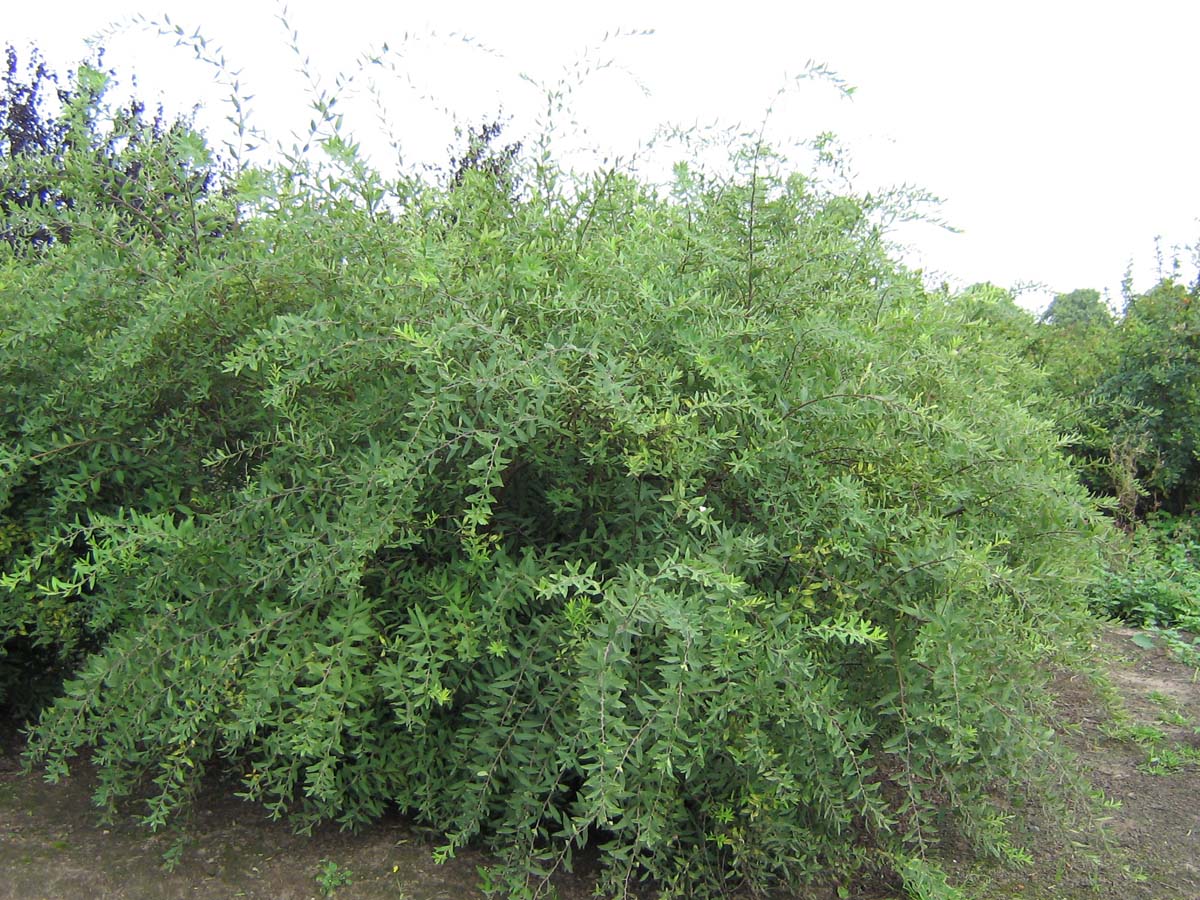 Spiraea cinerea 'Grefsheim' meerstammig / struik struik
