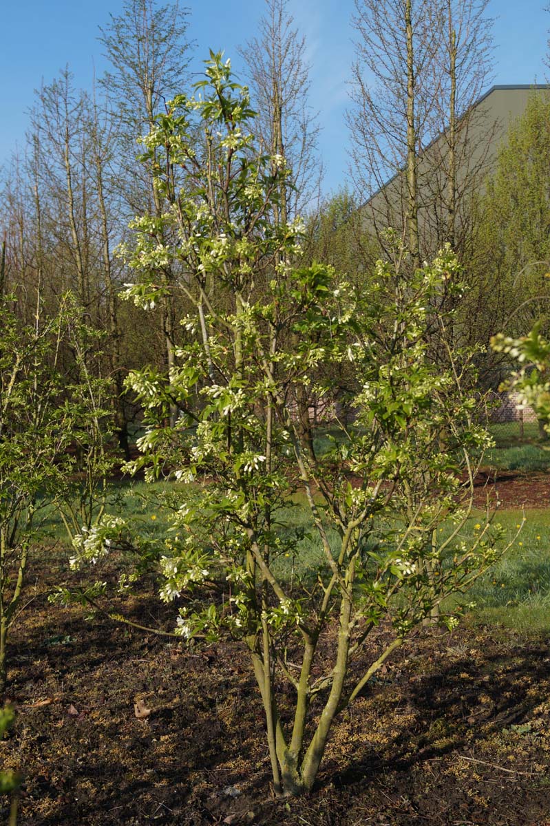 Staphylea colchica meerstammig / struik struik