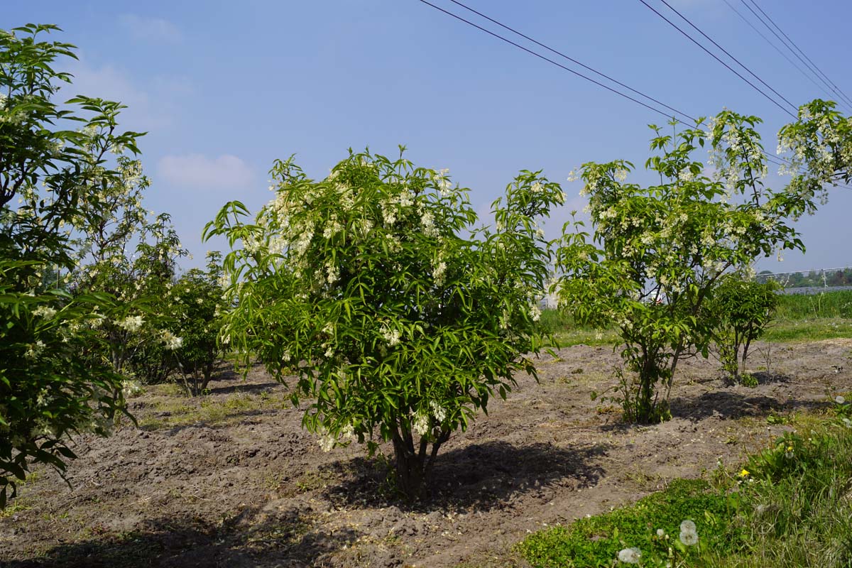 Staphylea colchica meerstammig / struik struik