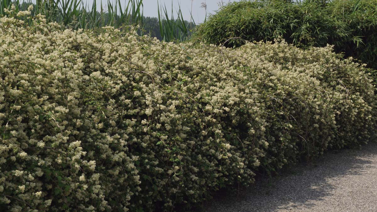 Stephanandra incisa 'Crispa' Tuinplanten