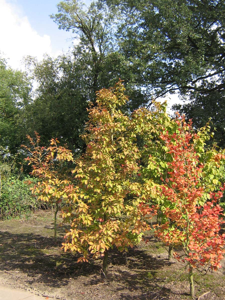 Stewartia pseudocamellia solitair solitair