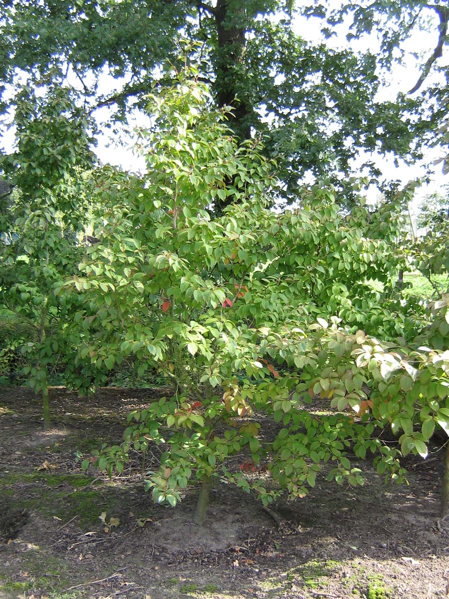 Stewartia pseudocamellia solitair solitair