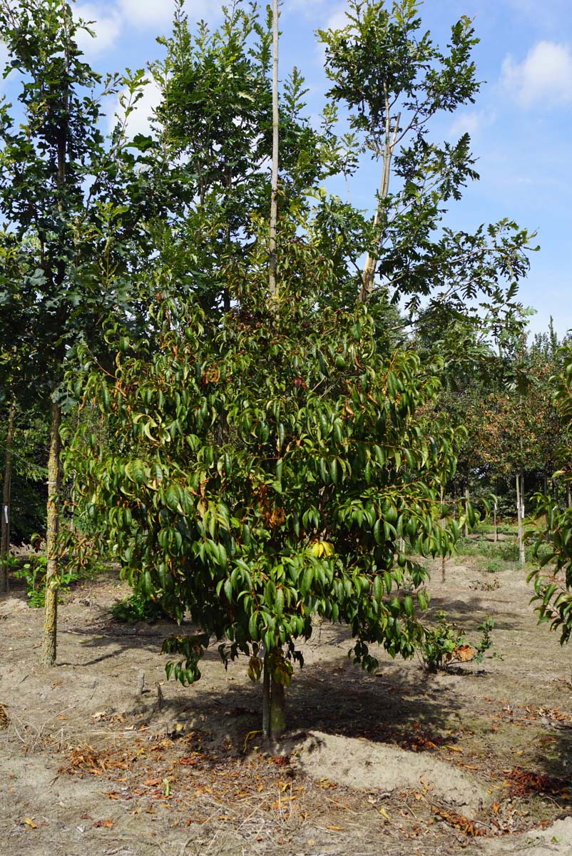 Stewartia rostrata op stam op stam