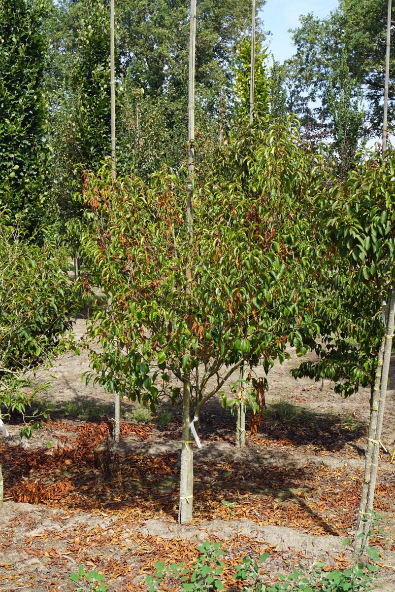 Stewartia rostrata op stam op stam