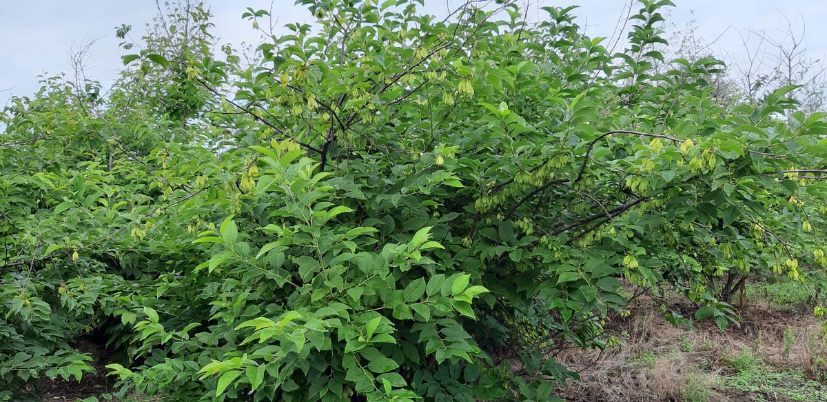 Stewartia rostrata meerstammig / struik meerstammig