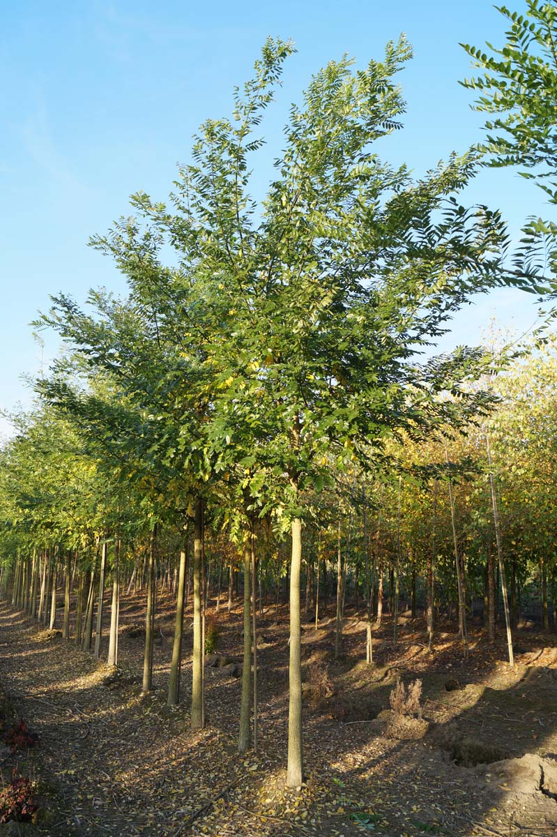 Styphnolobium japonicum op stam op stam