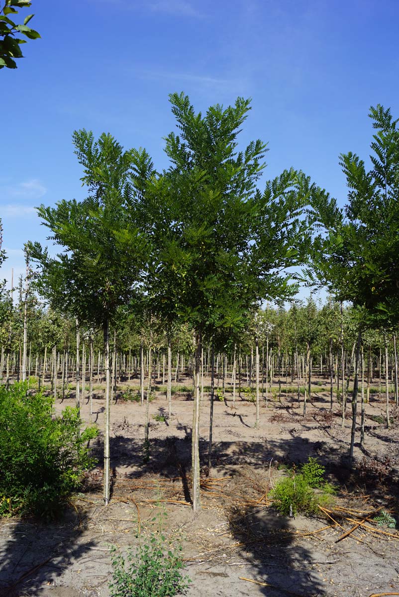 Styphnolobium japonicum 'Fleright' op stam op stam