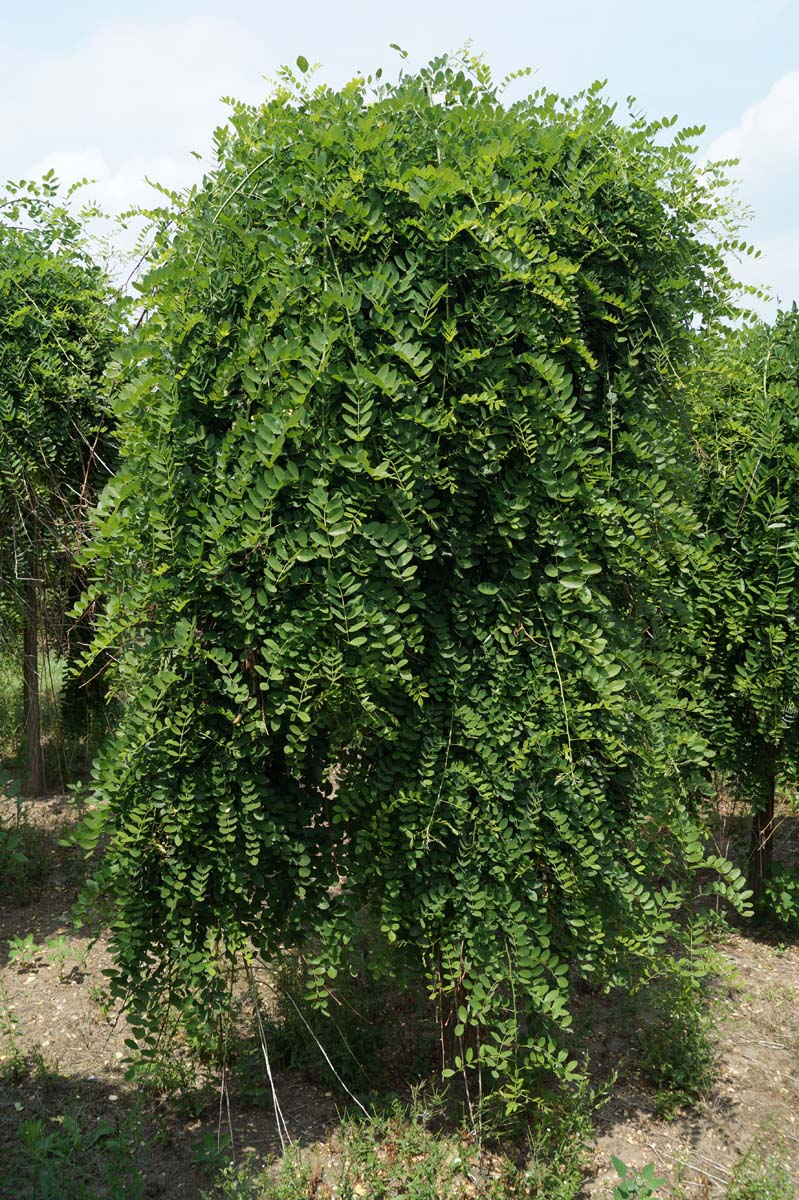 Styphnolobium japonicum 'Pendula' op stam op stam
