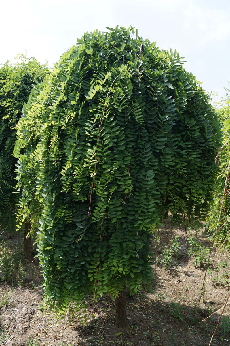 Styphnolobium japonicum 'Pendula' op stam op stam