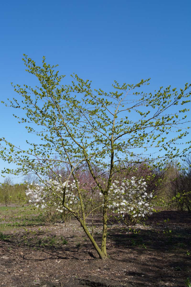 Styrax japonicus meerstammig / struik meerstammig