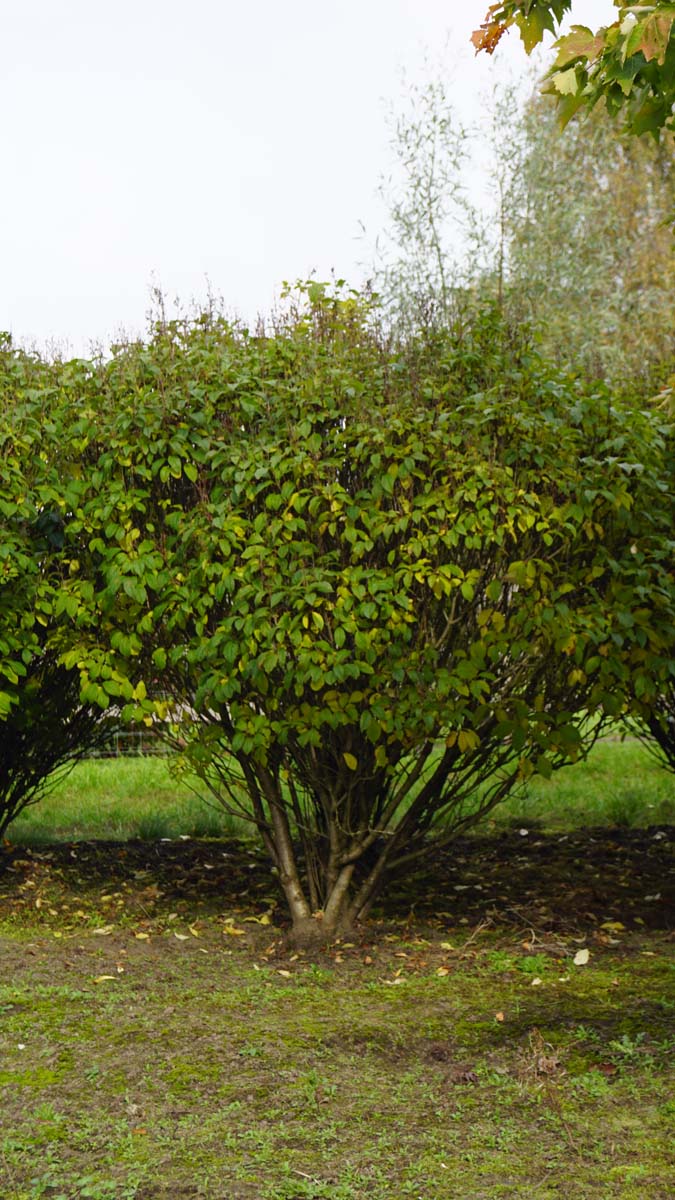 Syringa (V) 'Minuet' meerstammig / struik struik