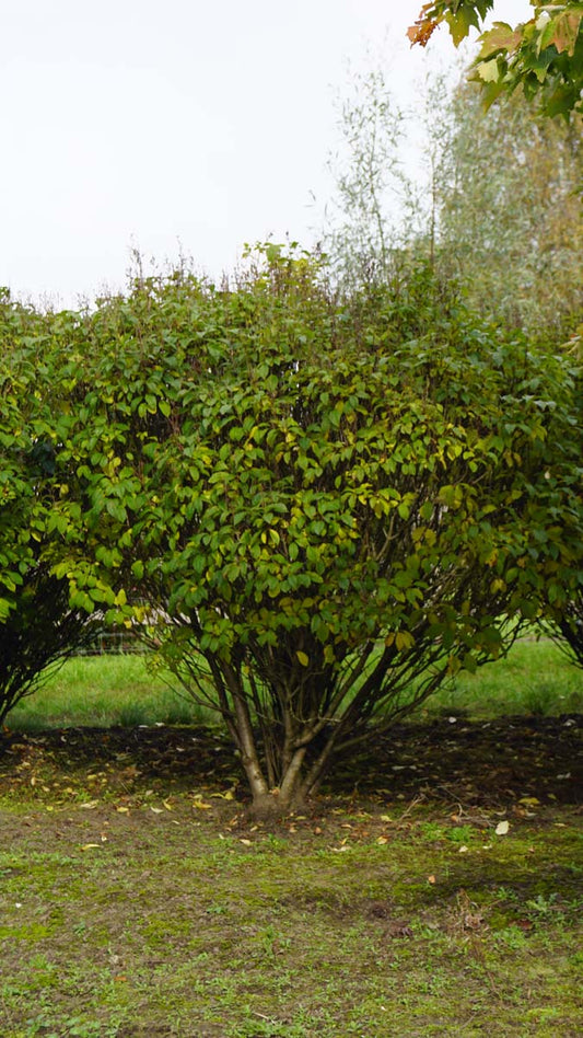 Syringa (V) 'Minuet' meerstammig / struik struik