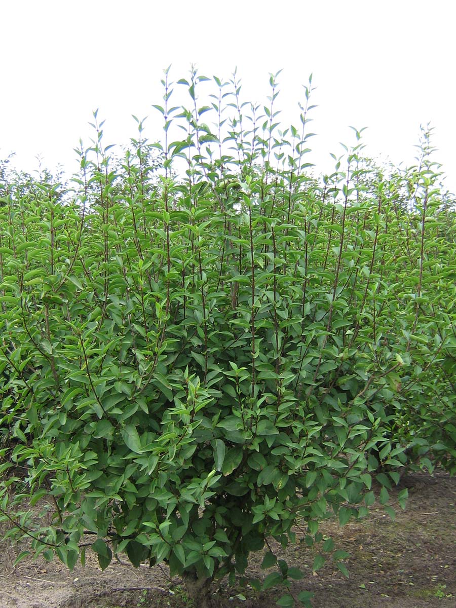 Syringa chinensis 'Saugeana' meerstammig / struik struik