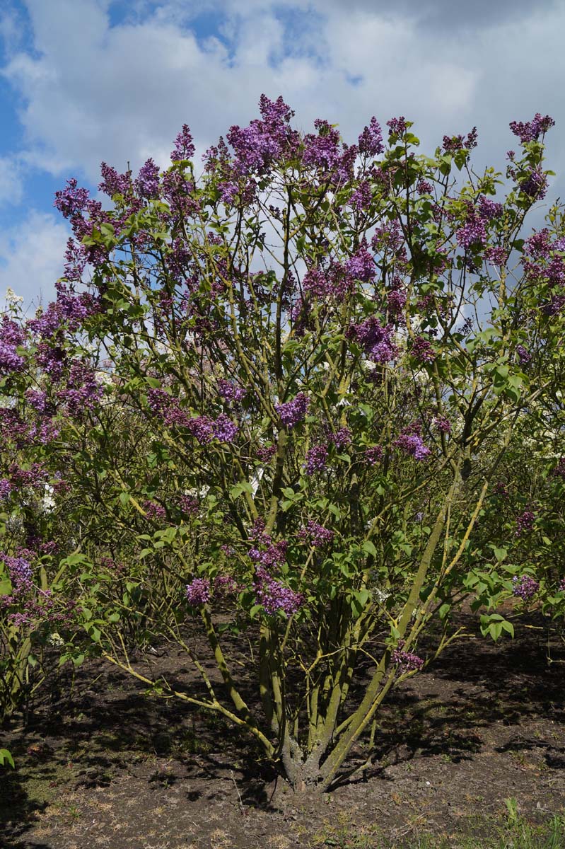 Syringa hyacinthiflora 'Lavender Lady' meerstammig / struik struik