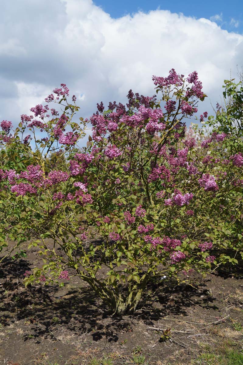 Syringa hyacinthiflora 'Maiden's Blush' meerstammig / struik struik