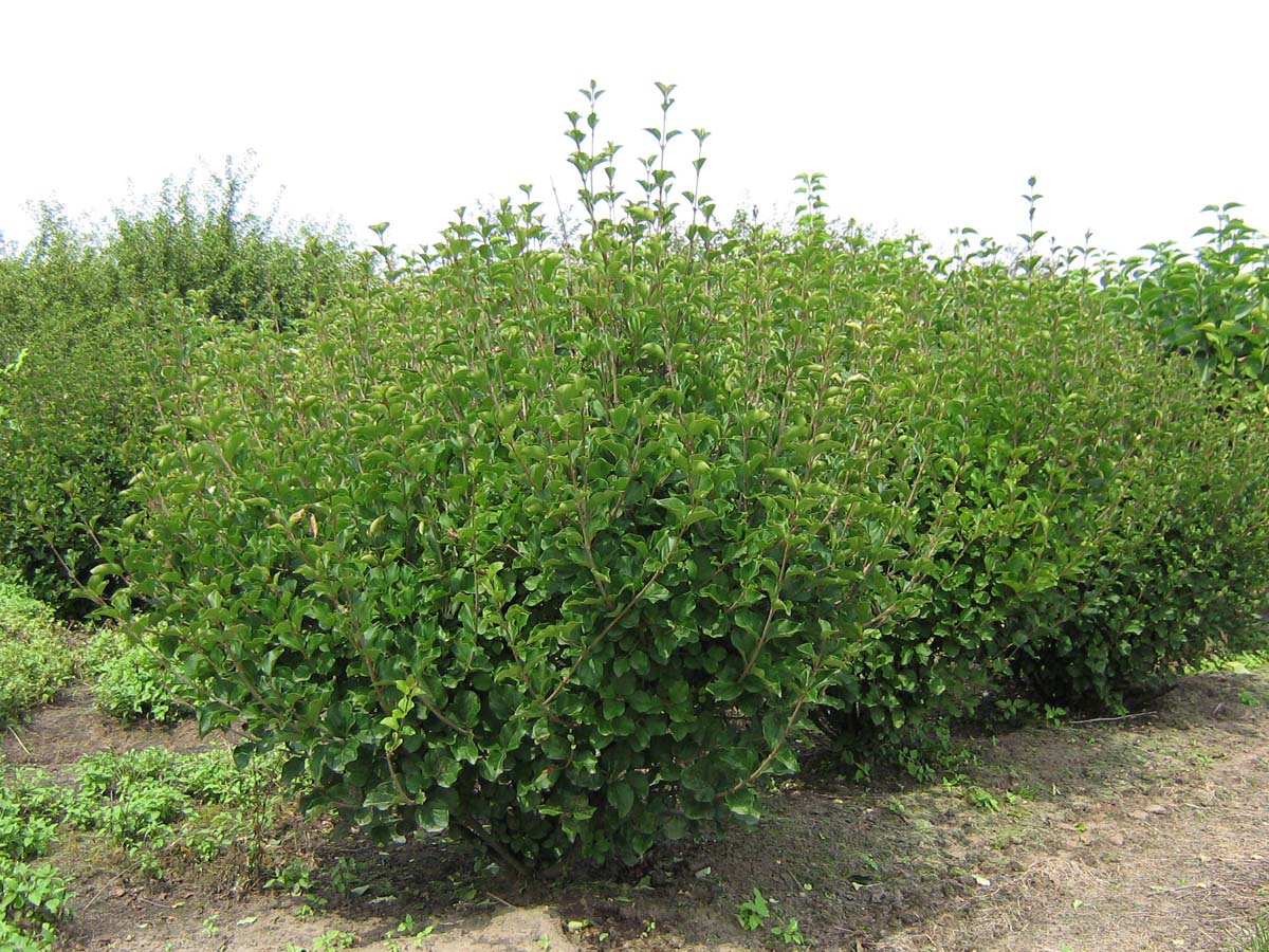 Syringa meyeri 'Palibin' meerstammig / struik struik