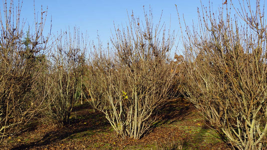 Syringa microphylla 'Superba' meerstammig / struik struik
