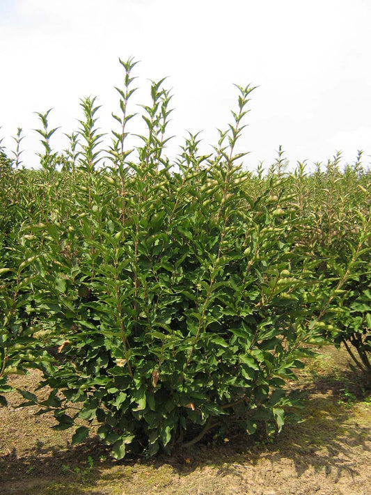 Syringa patula 'Miss Kim' meerstammig / struik struik