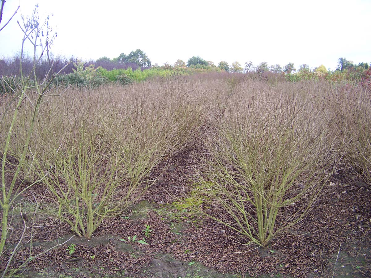 Syringa patula 'Miss Kim' meerstammig / struik struik