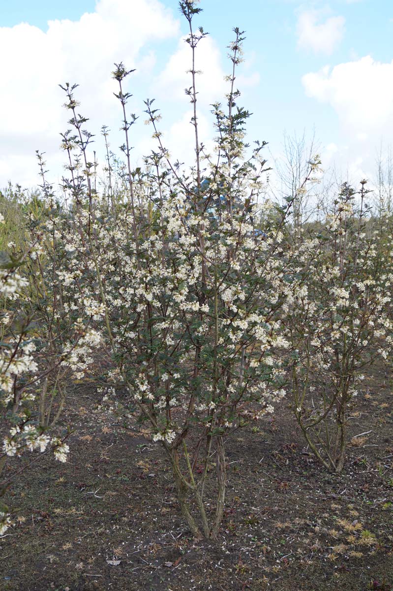Syringa pinnatifolia meerstammig / struik struik