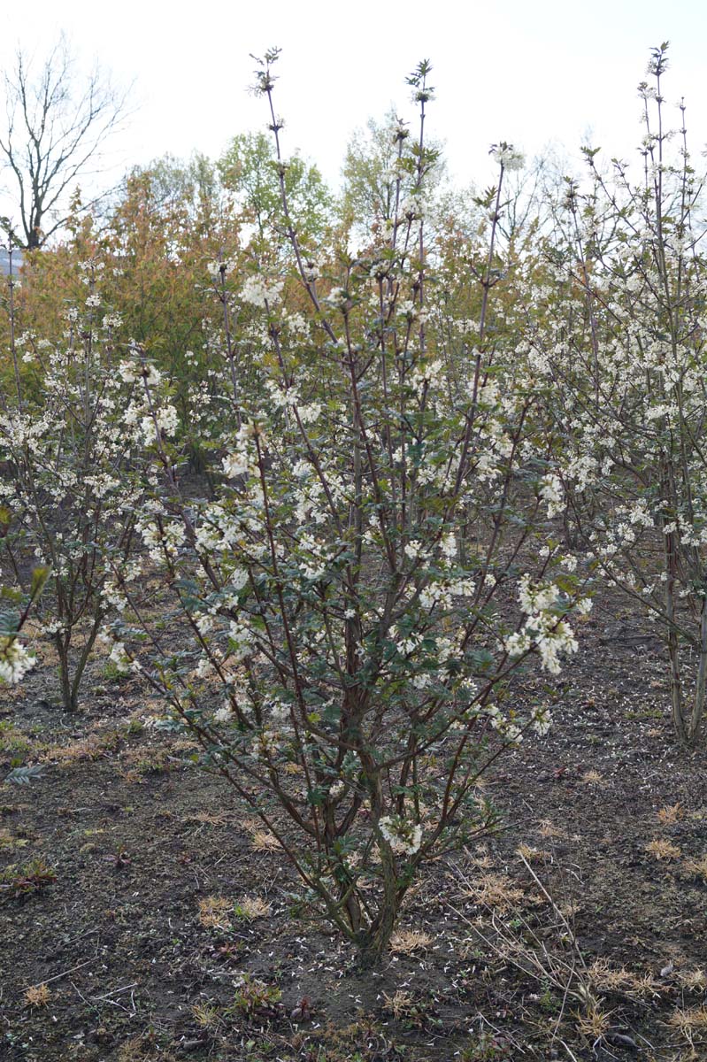 Syringa pinnatifolia meerstammig / struik struik