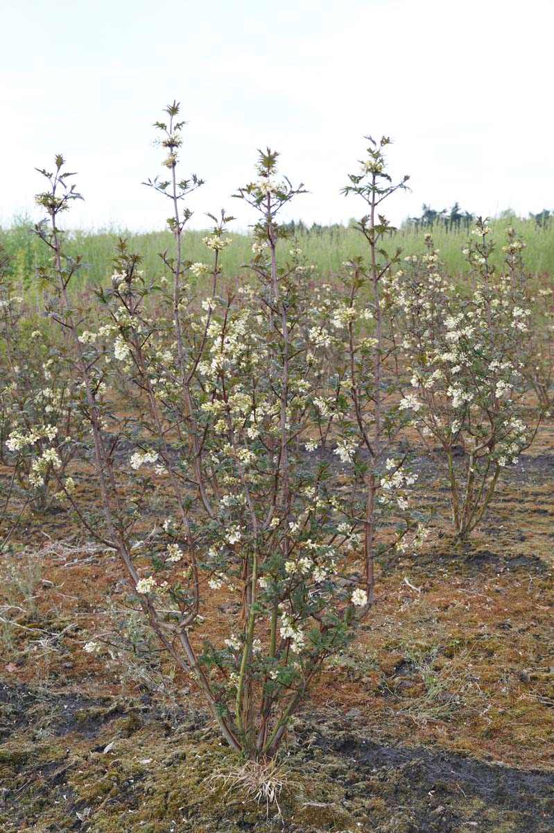Syringa pinnatifolia meerstammig / struik struik