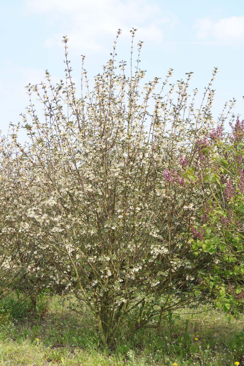 Syringa pinnatifolia meerstammig / struik struik