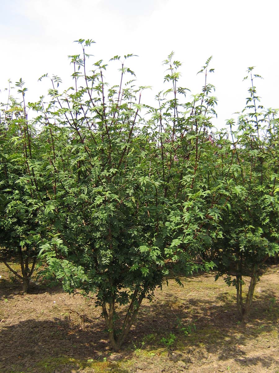 Syringa pinnatifolia meerstammig / struik struik