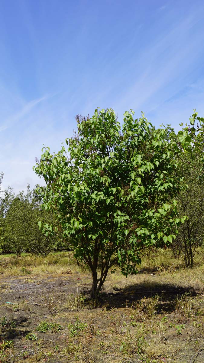 Syringa vulgaris meerstammig / struik struik