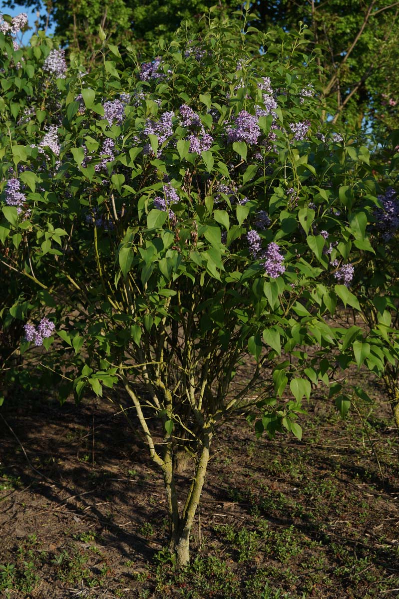 Syringa vulgaris meerstammig / struik struik