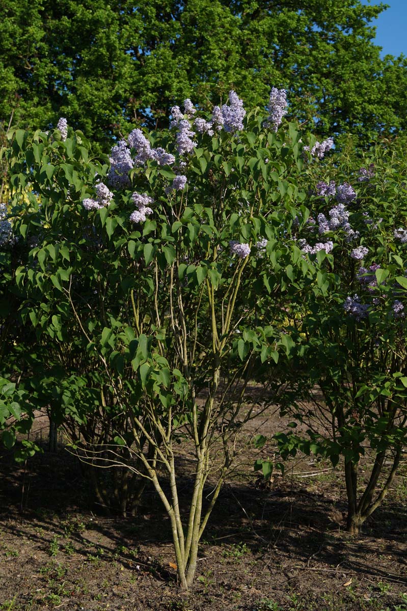 Syringa vulgaris meerstammig / struik struik