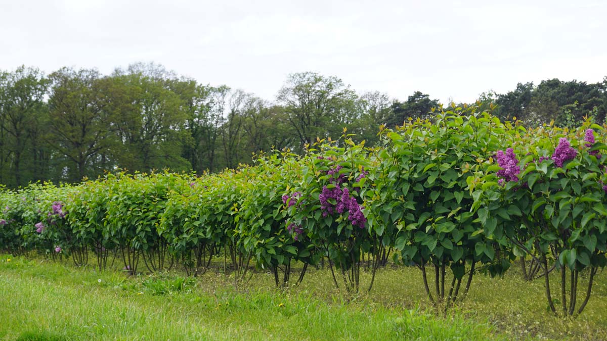 Syringa vulgaris 'Andenken an Ludwig Späth' meerstammig / struik struik