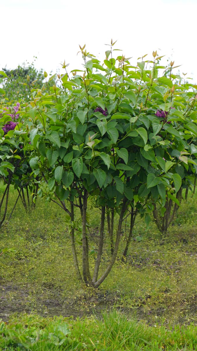Syringa vulgaris 'Andenken an Ludwig Späth' meerstammig / struik struik
